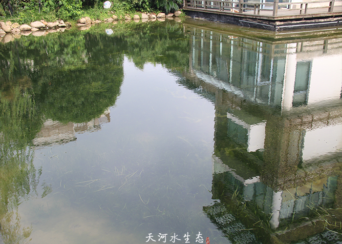 院士花園天鵝湖